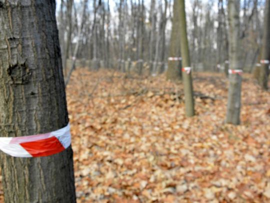 Urząd miasta zezwala na wycinkę. Decyzję komentuje Park Śląski