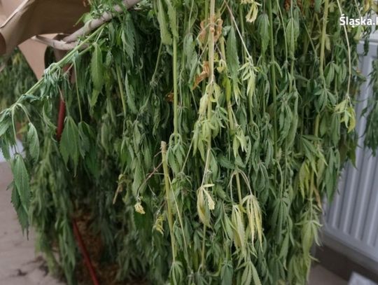 Urządził plantację w swoim mieszkaniu