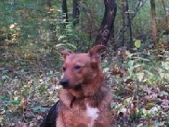 UWAGA! Zaginął pies