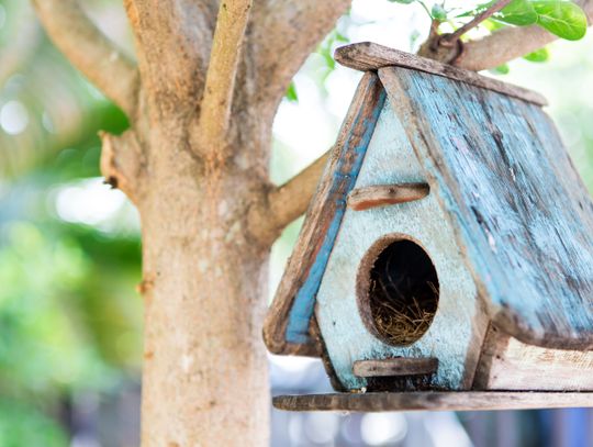 W Chorzowie powstaną ptasie familoki