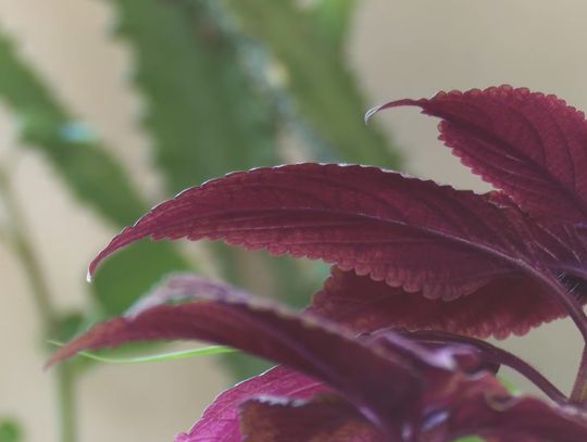 W Chorzowie ruszył punkt adopcji roślin