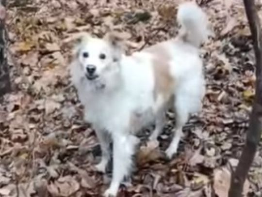 W Chorzowie znaleziono porzuconego psa. Czworonóg przywiązany został do drzewa