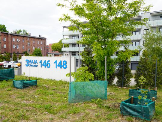 W Chorzowie zrobiło się zielono. To efekt ekologicznego programu!