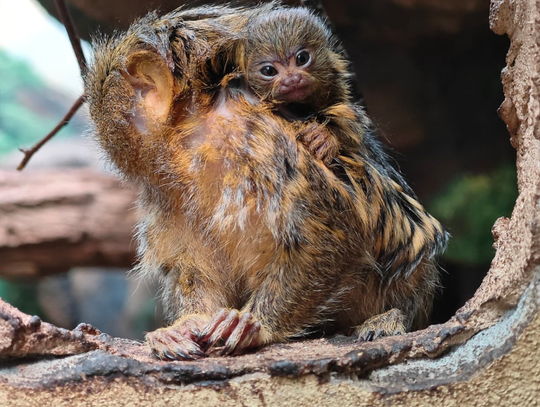 W chorzowskim zoo na świat przyszły dwie młode pigmejki karłowate. To najmniejsze małpy świata