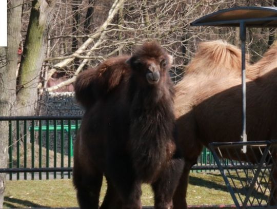 W chorzowskim zoo pojawił się nowy mieszkaniec. Jest nim wielbłądzica Roxi