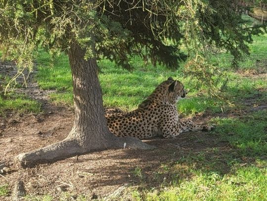 W chorzowskim zoo pojawiła się nowa mieszkanka. To gepardzica o imieniu Paya