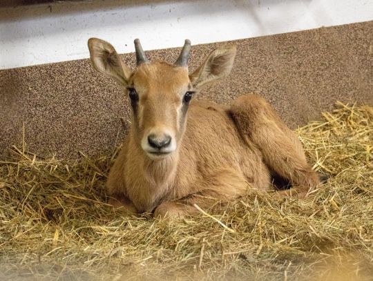 W chorzowskim zoo pojawili się nowi mieszkańcy. Ich przyjście na świat było nie lada niespodzianką!