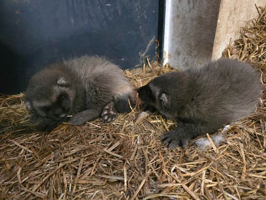 W chorzowskim zoo trwa baby boom. Grono jego mieszkańców znów się powiększyło!