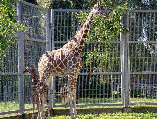 W chorzowskim zoo urodziła się żyrafa. To pierwszy przychówek tego gatunku po siedmioletniej przerwie!