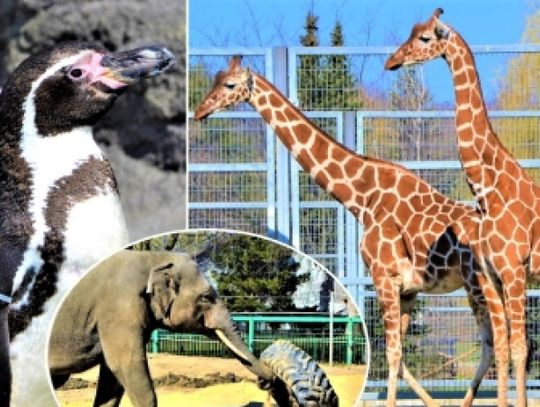 W Dzień Dziecka zostanie otwarte ZOO!