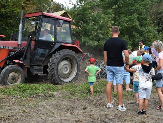 W Skansenie znów królować będzie ziemniak. Tradycyjne wykopki już w tę niedzielę!