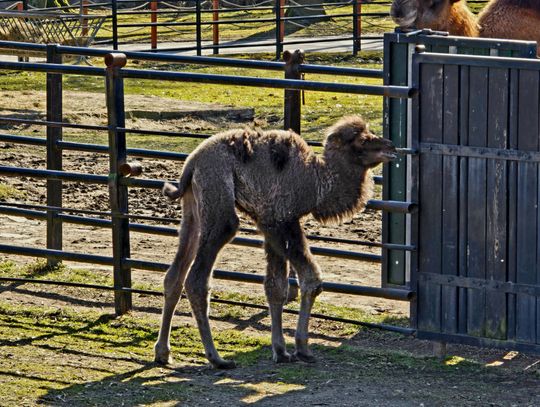 W Śląskim Ogrodzie Zoologicznym urodził się młody wielbłąd! Znamy jego imię