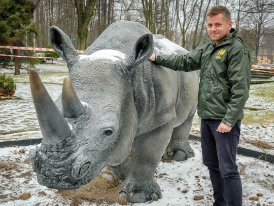 W śląskim zoo można dotknąć nosorożca