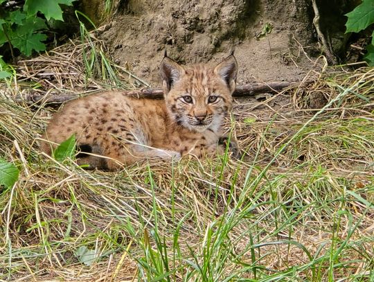 W śląskim zoo na świat przyszły rysie. W przyszłości mają zostać wypuszczone na wolność