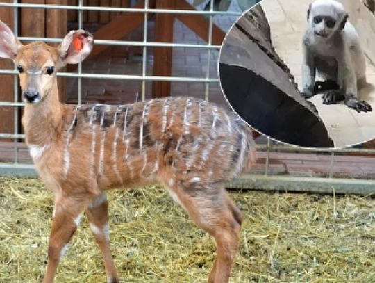 W śląskim ZOO obrodziło maluchami