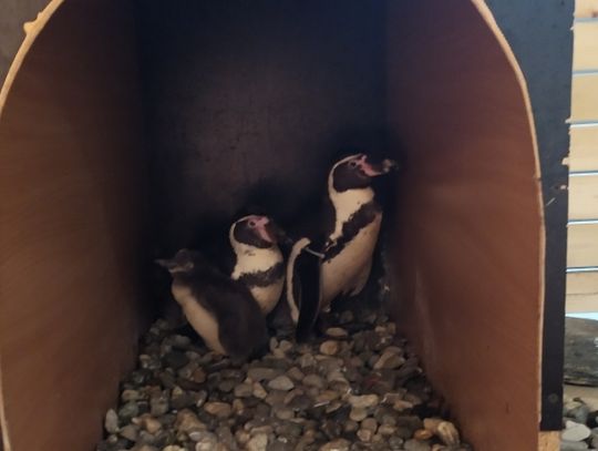 W Śląskim ZOO wykluł się pingwin! Nie znamy jeszcze jego płci [WIDEO+ZDJĘCIA]