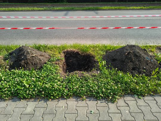 W Świętochłowicach pojawi się 160 nowych drzew. To inicjatywa Tramwajów Śląskich