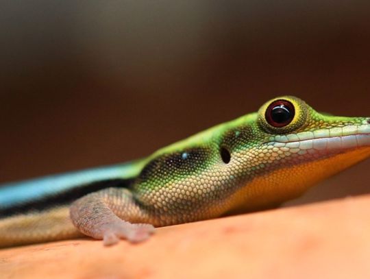 W zoo pojawili się nowi lokatorzy. Ich charakterystyczną cechą jest wyjątkowo kolorowe ubarwienie