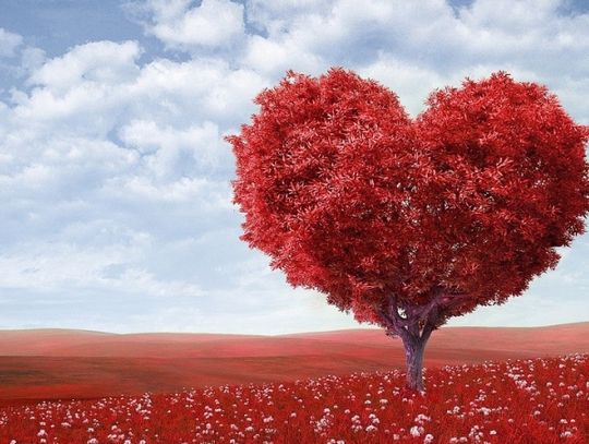 Walentynkowy zawrót głowy