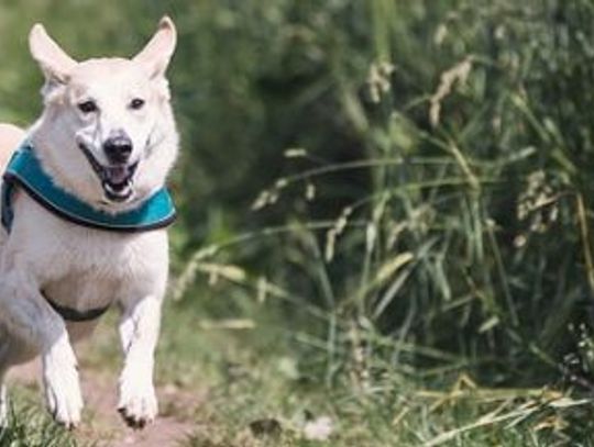 Walka o wybieg [wstrzymać chwilę]