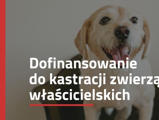 Wciąż można się starać o dofinansowanie do zabiegów zwierząt. Na złożenie wniosku zostało jeszcze kilka dni!