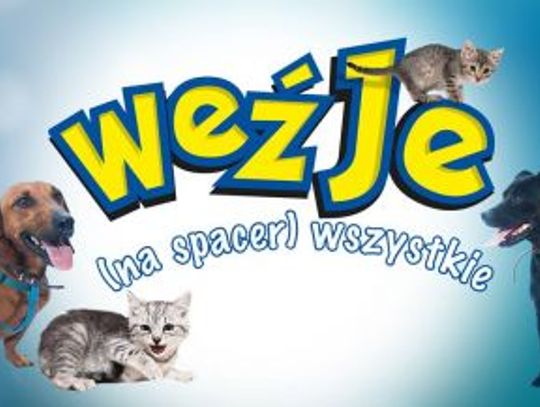 Weź Je Wszystkie!