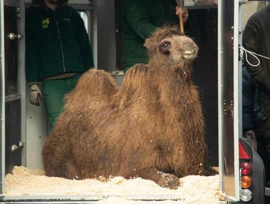 Wielbłądzica Molly nowym mieszkańcem śląskiego ZOO