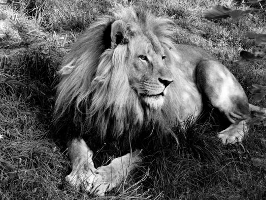 Wielki smutek w chorzowskim zoo. Lew Bolek odszedł z tego świata