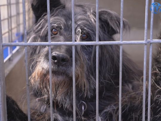 Wielkie Niebieskie Serce wsparło schronisko