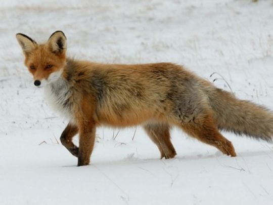 Wiosenna akcja szczepienia lisów