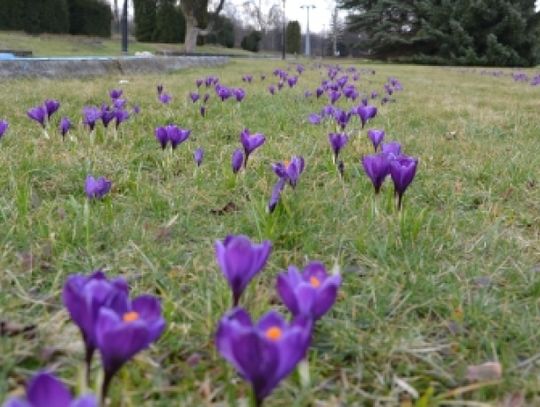 Wiosna w Parku Śląskim
