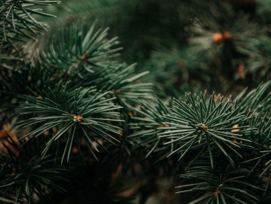 Wkrótce ruszy poświąteczna zbiórka choinek