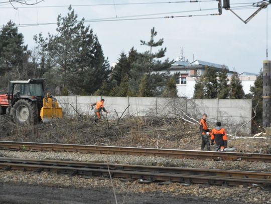 Wycinka drzew w Chorzowie Batorym. Władze miasta apelują do PKP