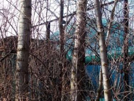 Wycinka drzew w Parku Śląskim