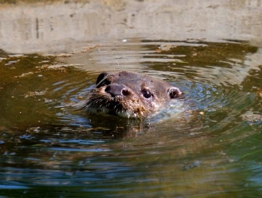 Wydra Jaro nowym mieszkańcem śląskiego zoo