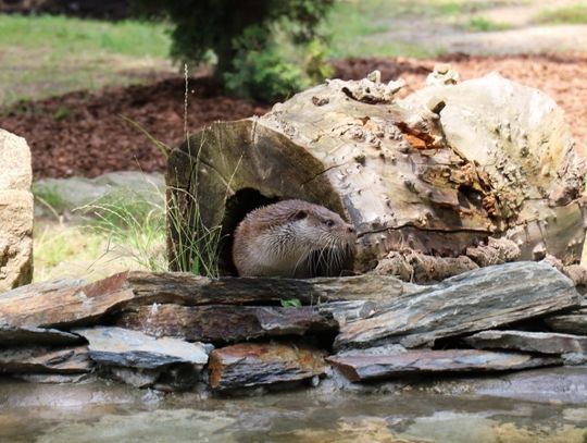 Wydra wróciła na wybieg. Modernizacja zakończona