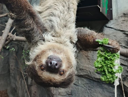 Z Dortmundu do Chorzowa – nowa mieszkanka w Pawilonie Lasu Deszczowego