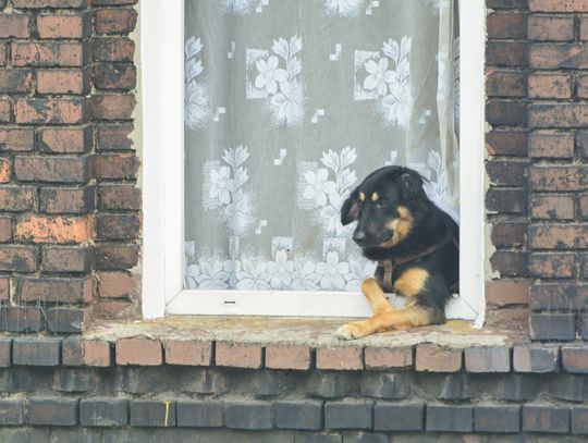 W Chorzowie kopciuchy będą wymieniane jeszcze przez 129 lat. “Gminy nie dają przykładu”