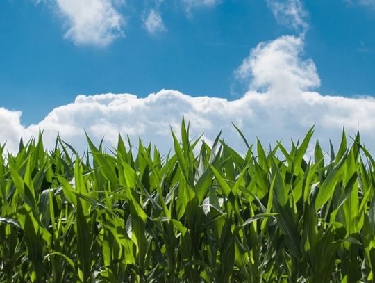 Zadbaj o chorzowski kawałek nieba!