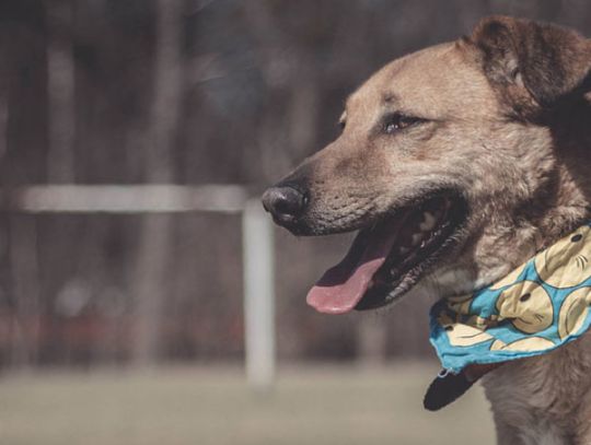 Zadbaj o swoje zwierzę