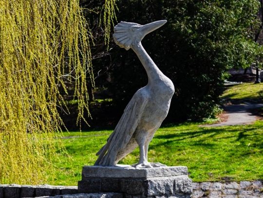 Zagadkowy Perkoz powrócił do Ogrodu Bylinowego 