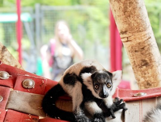 Zagrożony, ale nie zapomniany – lemur wari urodzony w Śląskim ZOO