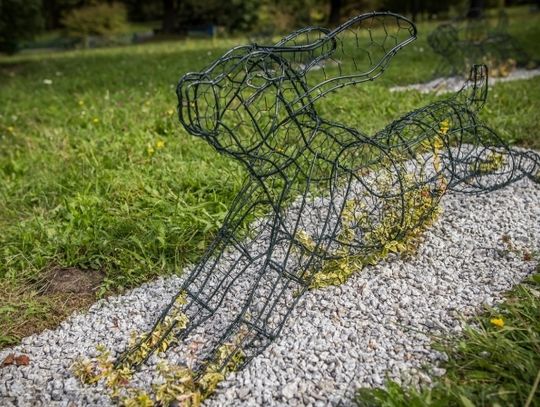 Zające muszą teraz urosnąć