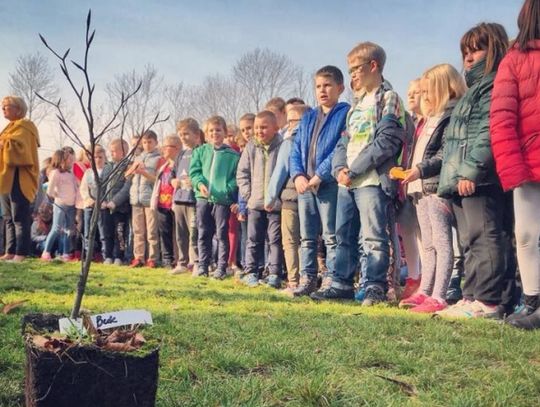 Zasadzili 3 czerwone buki