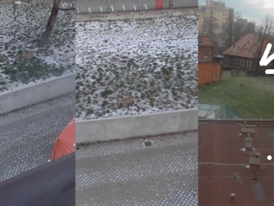 Ze Szpitala Specjalistycznego uciekła...sarna [WIDEO]