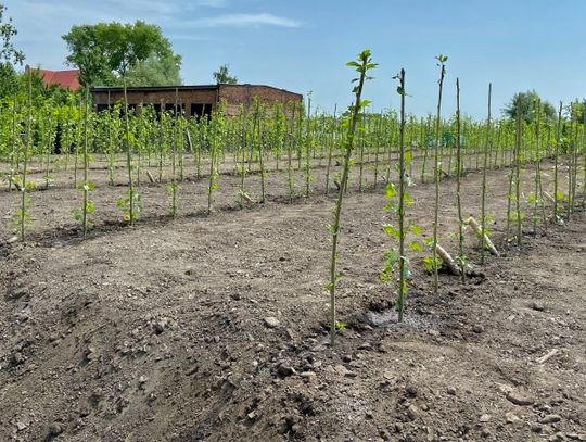 Zielona instalacja na budowie nowego PSZOKu