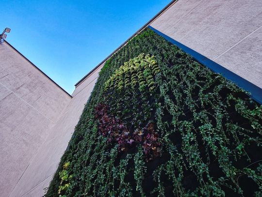 Zielone projekty na ul.Sienkiewicza oraz Moniuszki ozdobiły Chorzów