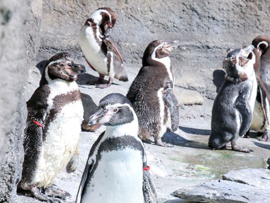 Zimowa przeprowadzka w chorzowskim zoo. Pingwiny opuściły wybieg zewnętrzny