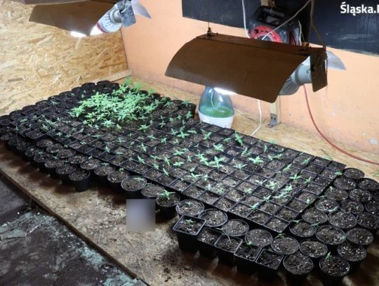 Zlikwidowali plantację konopi indyjskich