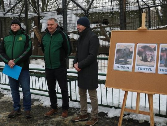 Znamy już imiona chorzowskich rosomaków. Zoo rozstrzygnęło konkurs